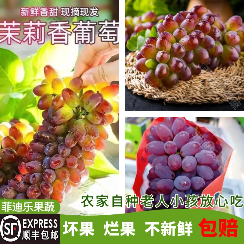 【顺丰包邮】云南高山茉莉香葡萄新鲜上市优质严选现采现摘皮薄多汁
