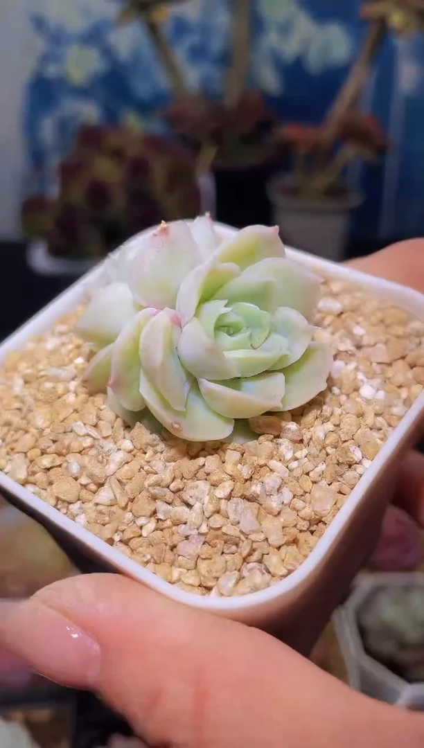 【闪购商品】虾饺量拍一颗