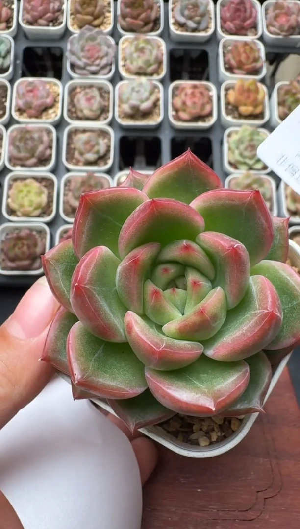 112N带盆土发 当场拍3颗以上包柚 多肉植物 一物一拍