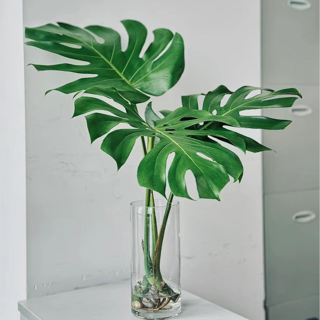 【云舍鲜花龟背竹】水培老桩大叶室内净化空气开好背鲜切花家庭养花