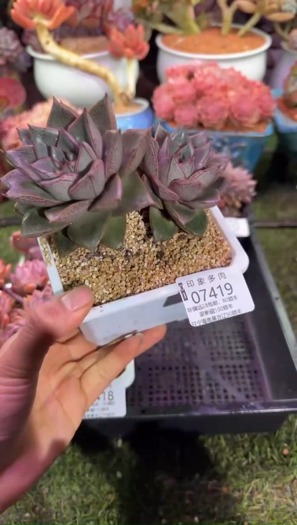 【闪购商品】07419