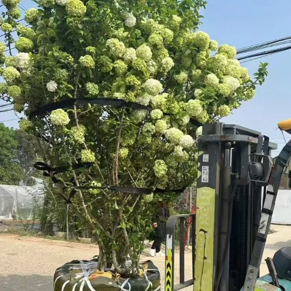 中华木绣球大花斗球耐寒耐热可盆栽地栽庭院观赏高档花卉