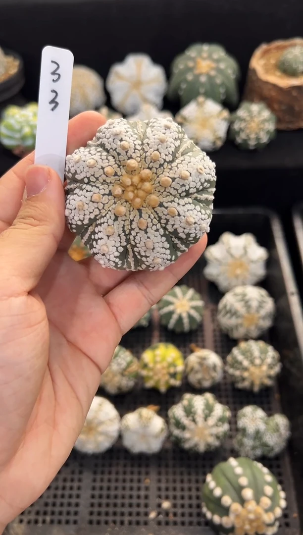 八棱八腹海星皇冠不含盆土实生编码33