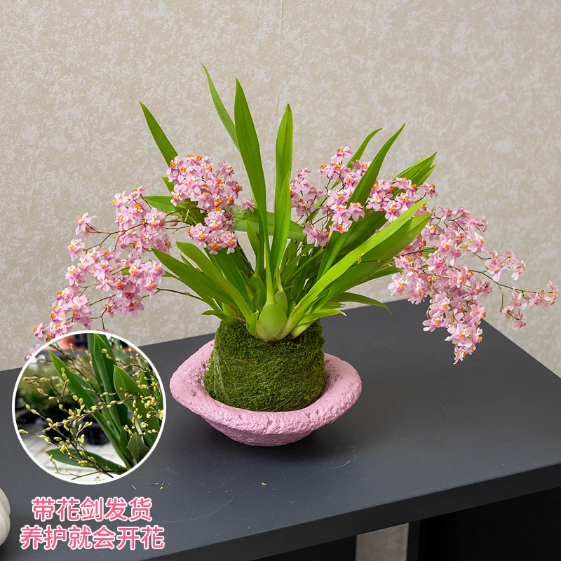 文心兰盆栽梦香兰兰花植物室内花卉阳台办公桌面装饰好养花卉