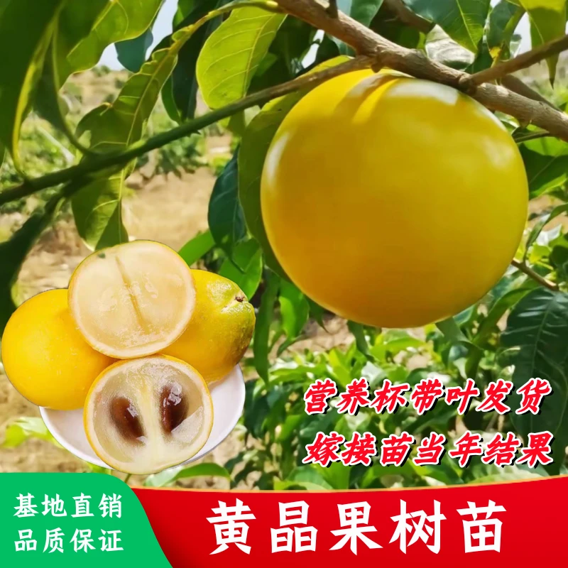 台湾黄晶果树苗嫁接苗6号冬蜜黄晶果苗 庭院盆栽四季种植当年结果
