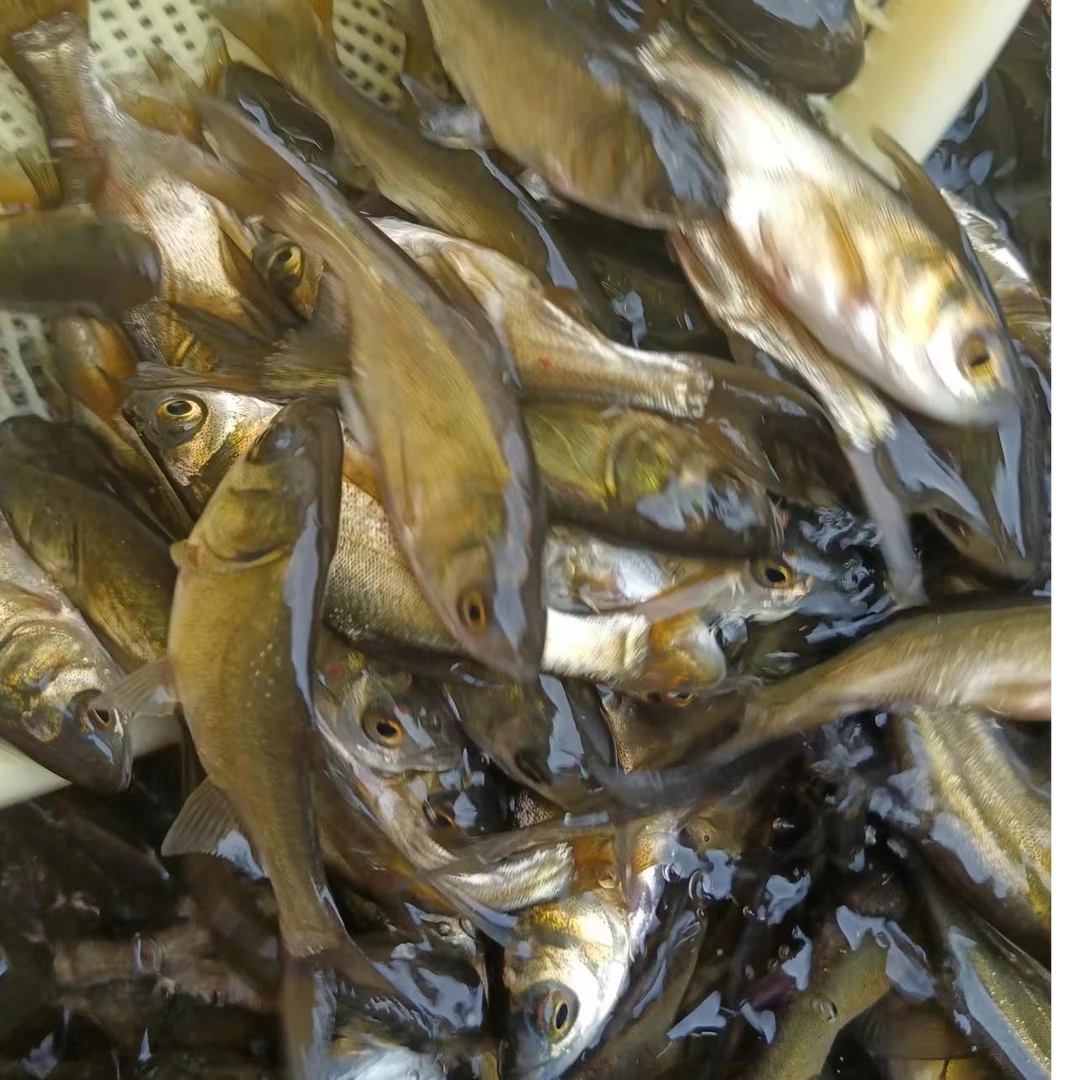 重庆胖头 水族观赏鱼  （直播间专享）