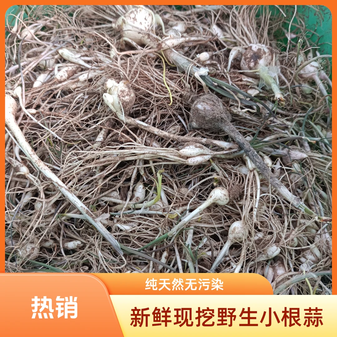 新鲜小根蒜农家野葱薤白东北山野菜地方特色