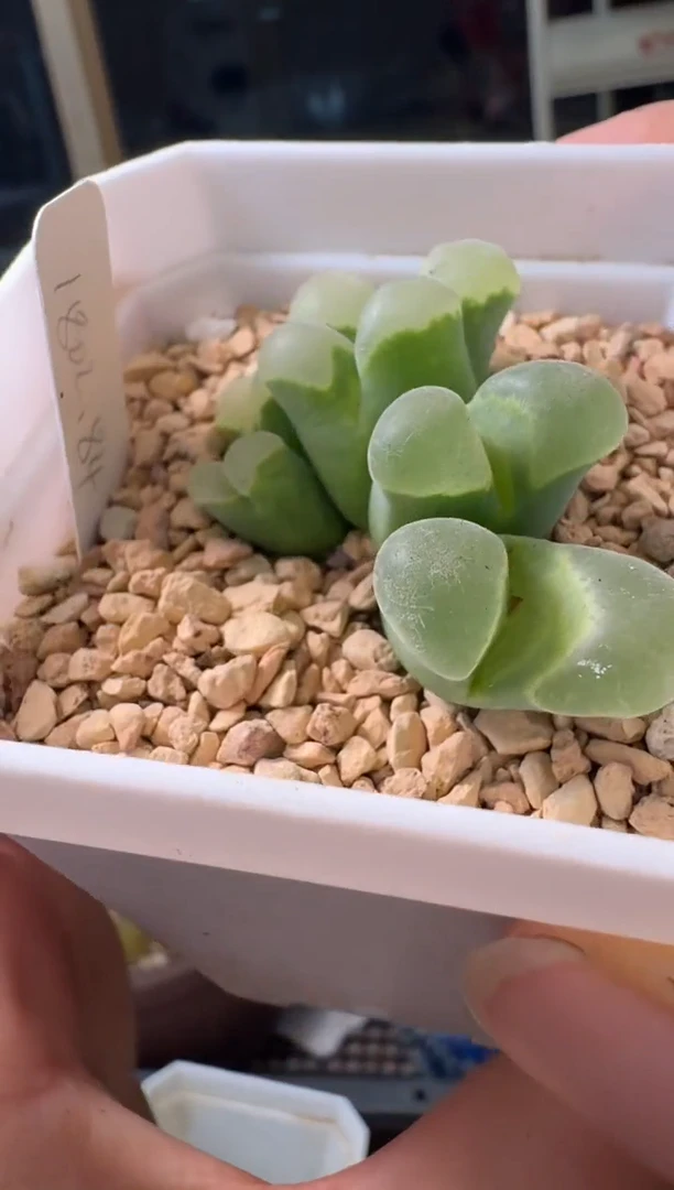 1-162多肉植物肉锥