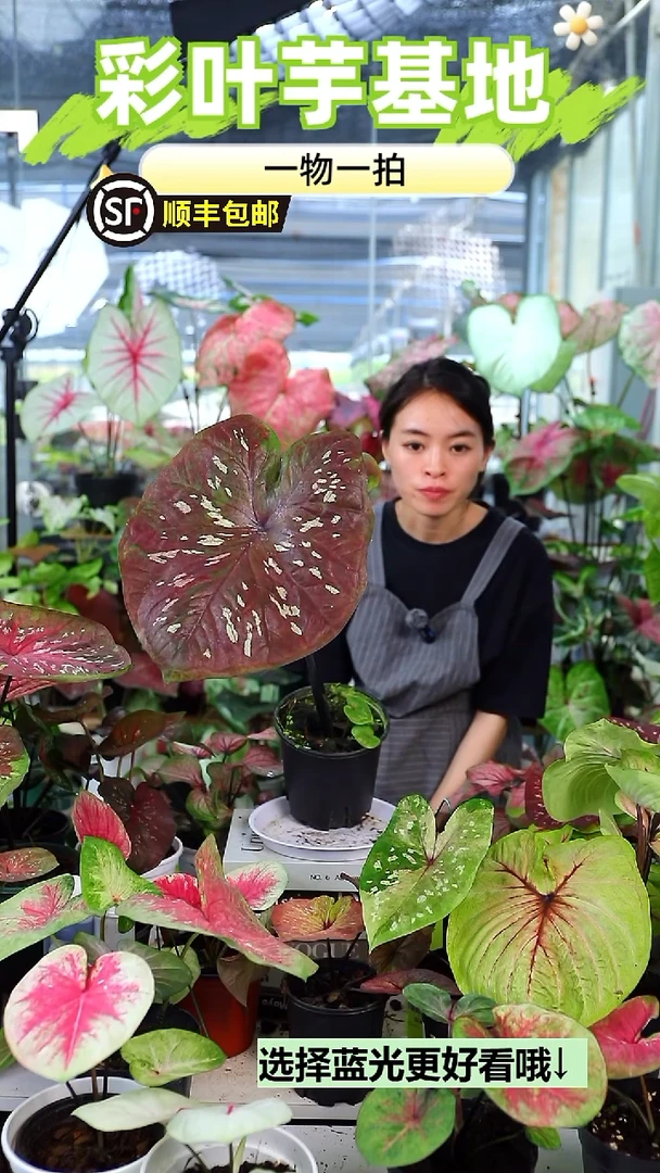 不开花植物泰彩海王2251
