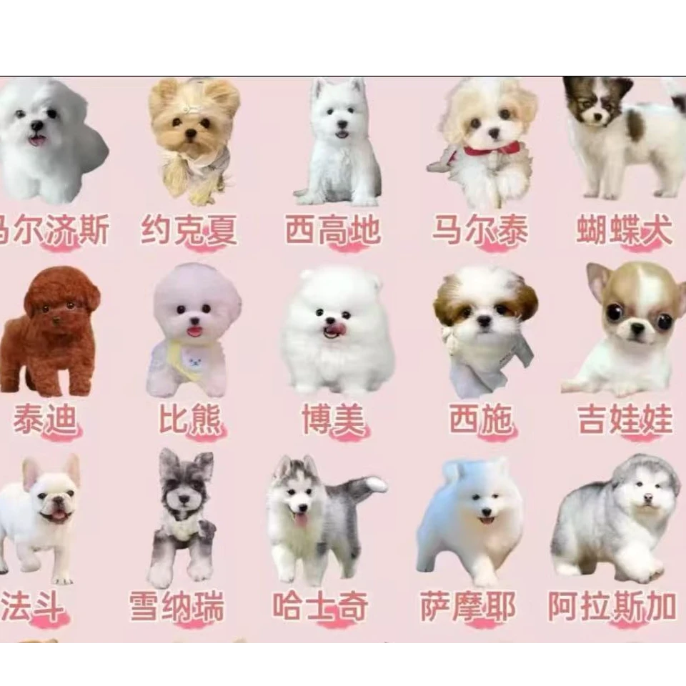 （万协萌宠乐园）T狗狗活体