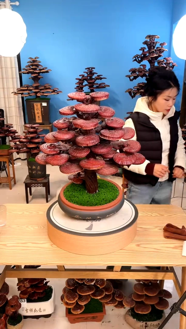 灵芝盆景888888888