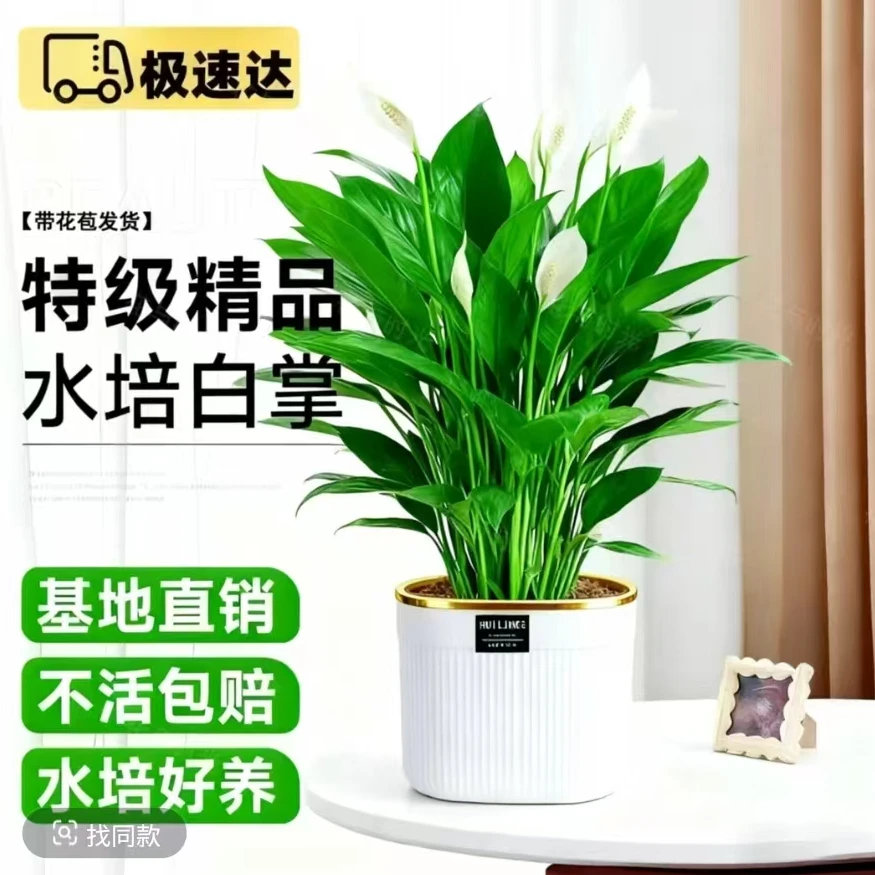 白掌一帆风顺盆栽水培土培室内桌面摆放花卉净化空气好养绿植