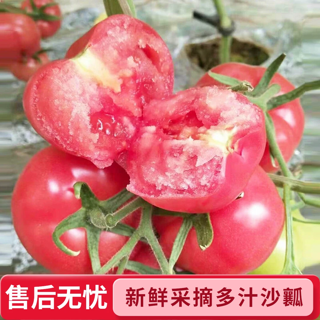 东北吉林大柿子毛粉柿子新鲜采摘多汁沙瓤