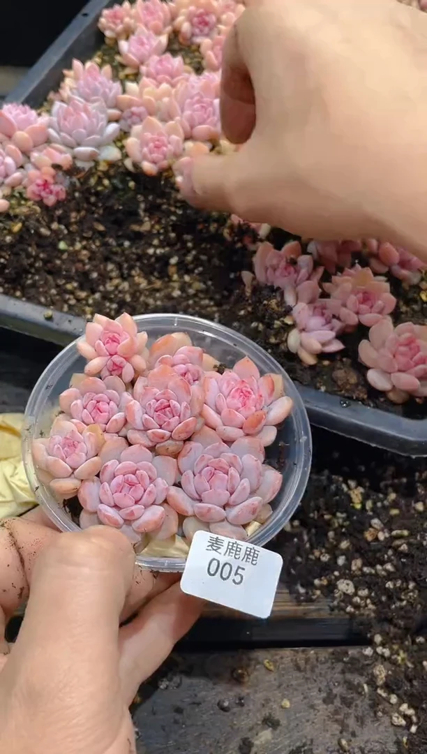 005星星橙     量拍