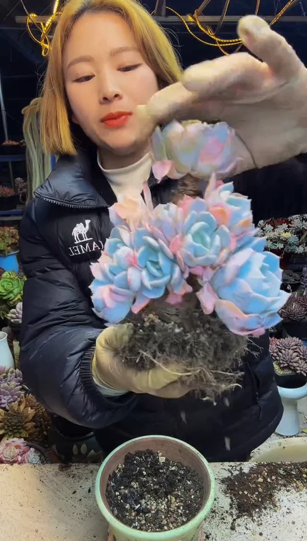 白茶小树朵一物一拍