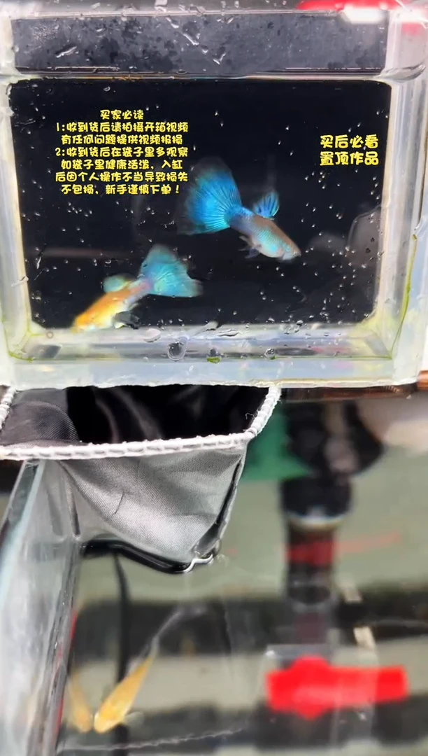 孔雀鱼无怨孔雀鱼