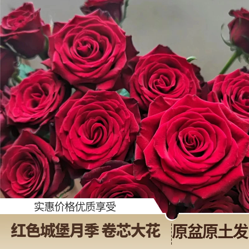 红色城堡卷芯大花新品月季花苗有分枝原盆原土发货品种包对云南发