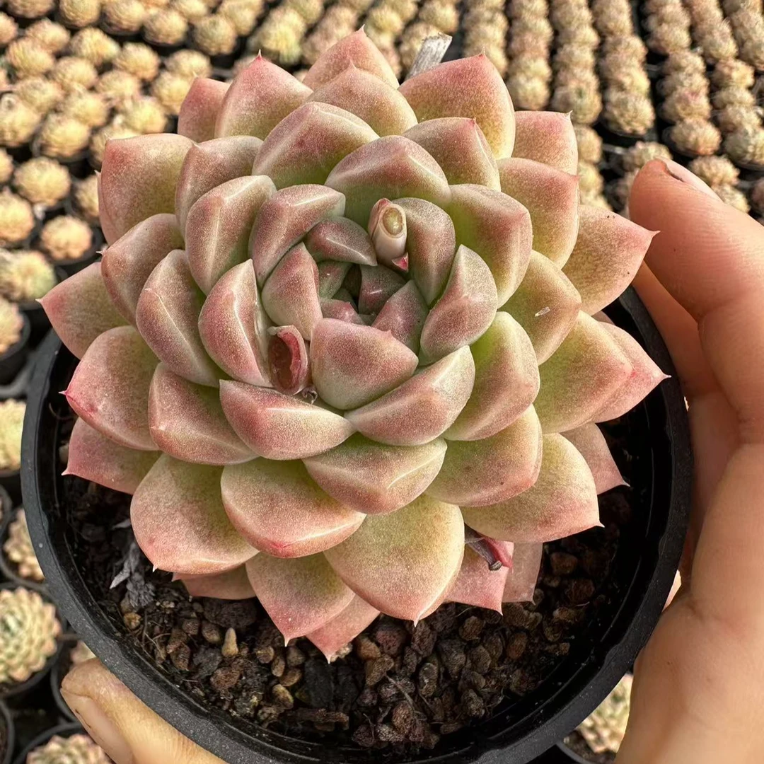 10#佛珠多肉植物前男友精品多肉SM1124