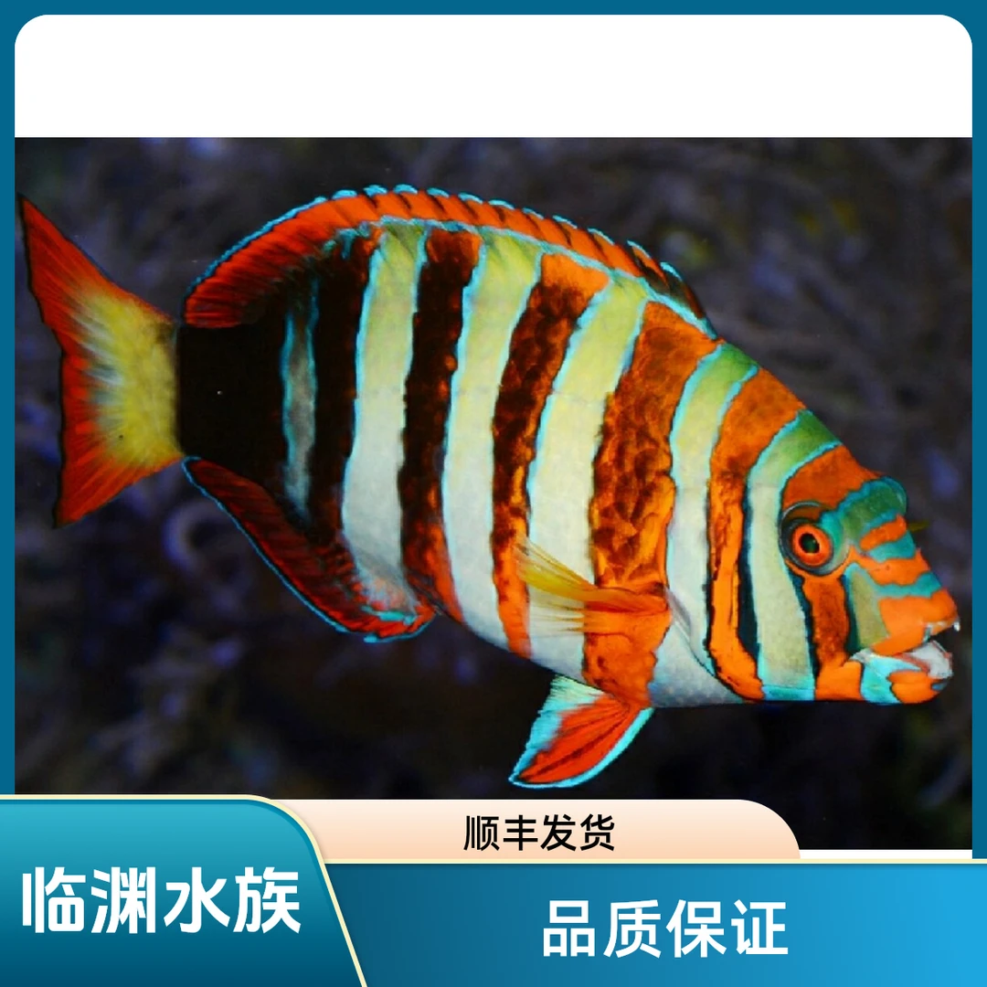 藩王  番王 海水鱼  顺丰发货  开箱报损