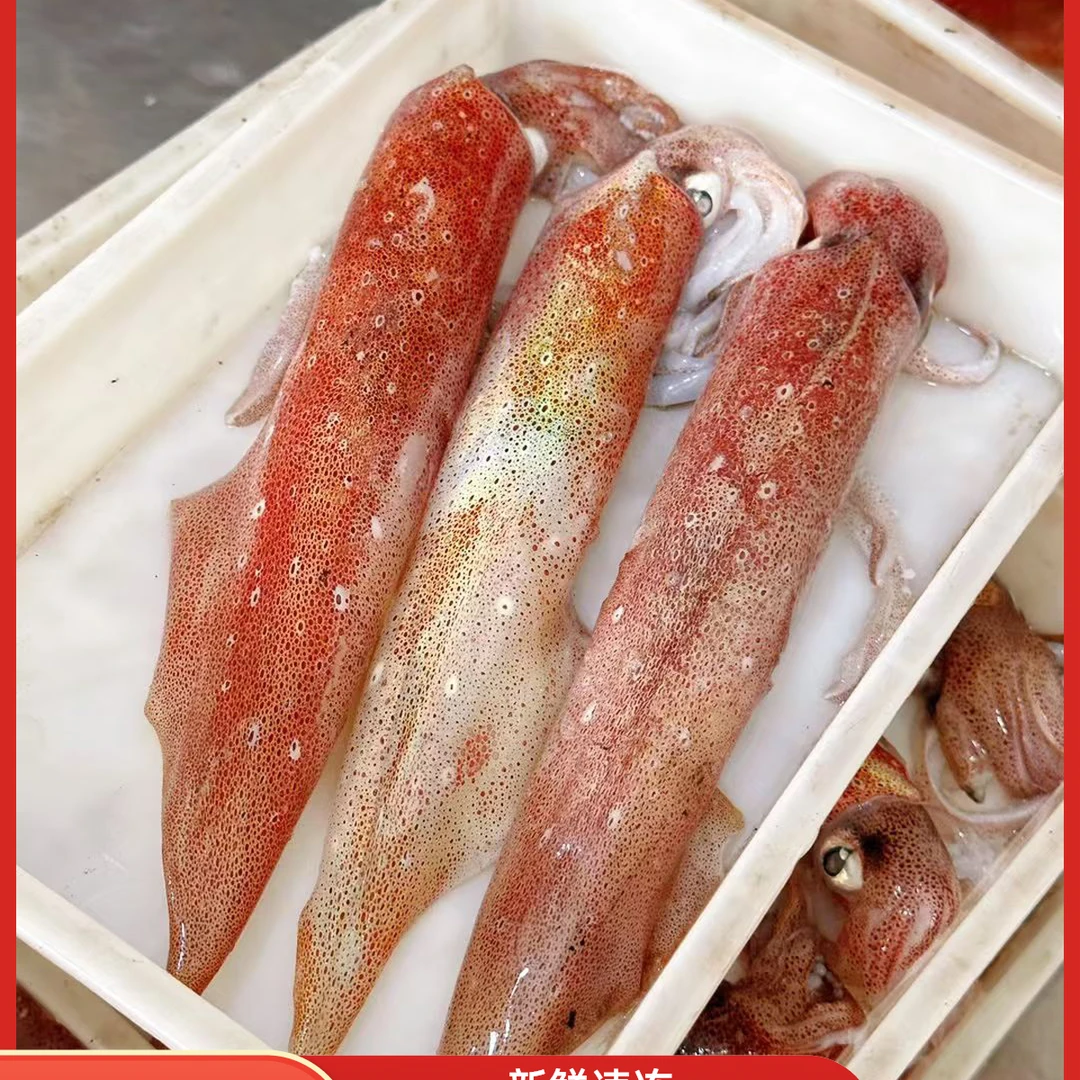 精品大条北海 笔管鱿鱼 鲜活速冻发货
