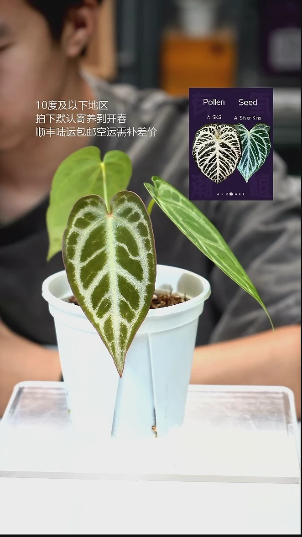 完全开放02-闪烁2.0 01