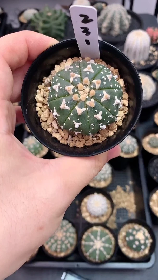 【闪购商品】实生根星兜编码231