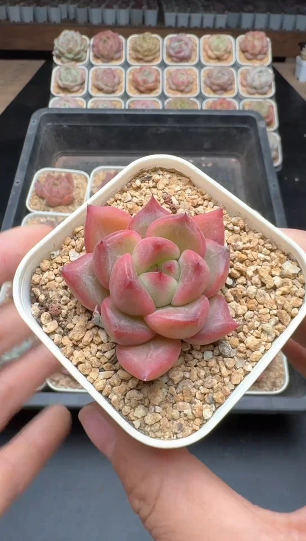 【闪购商品】595E号一物一拍多肉花卉植物3颗起发