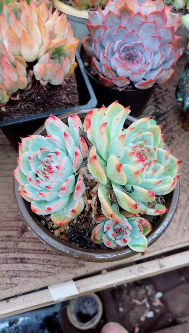 嚣****n28082多肉植物一物一拍