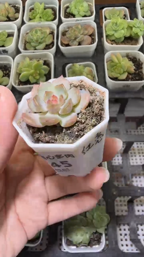 1745  红恋多肉植物