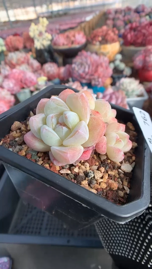 762冰玉多肉植物一物一拍
