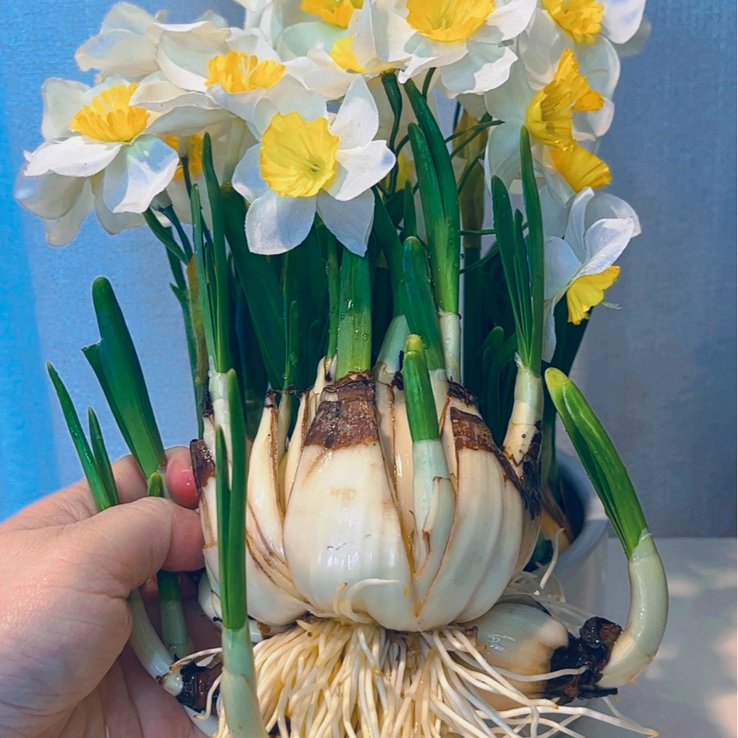 花王八字切漳州水仙花耐寒种好水培水养植物送礼佳品