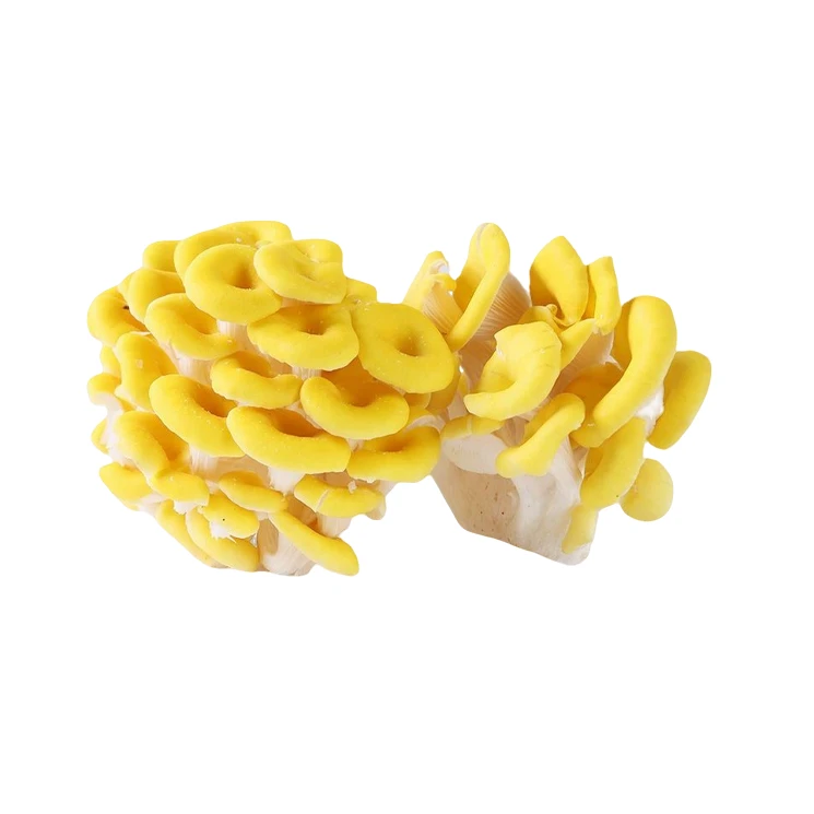 精品蔬菜 榆黄菇鸡油菌 一盒鸡油菌