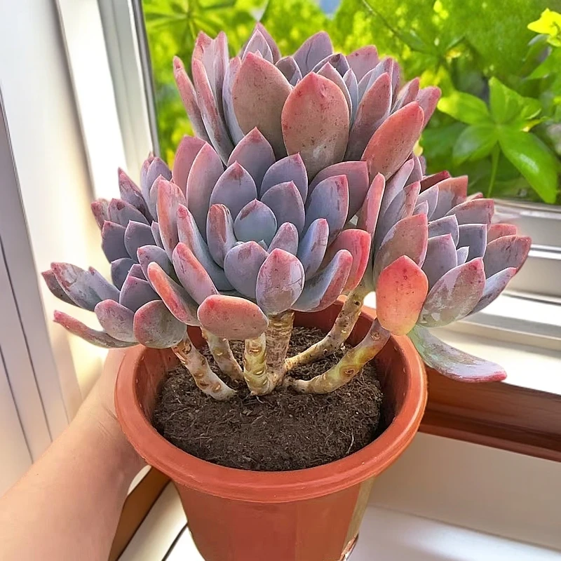 【灰姑娘】多肉植物办公室阳台室内新手好养盆栽绿植 脱土发货