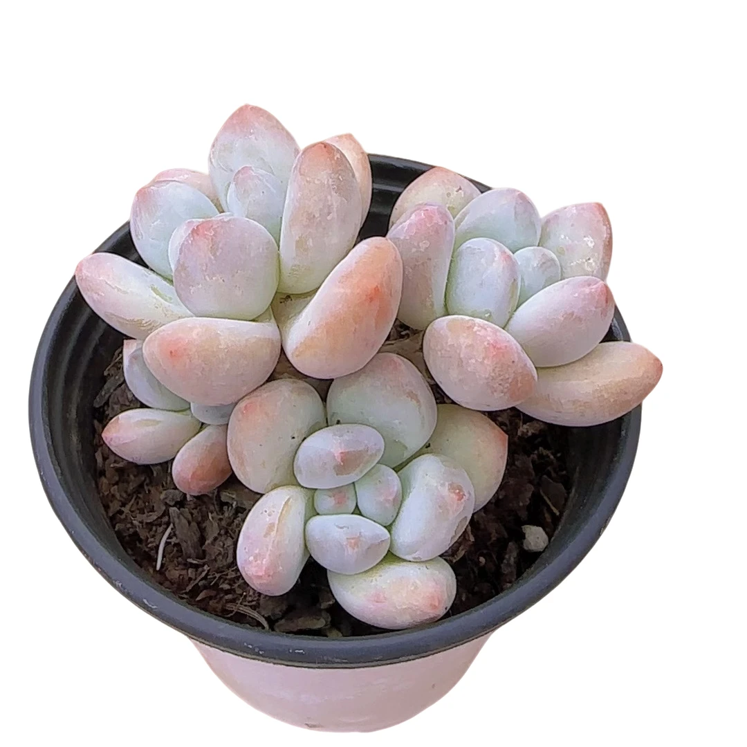 香水 带盆(多肉植物)满19.9包邮 云南基地源头直发新手好养