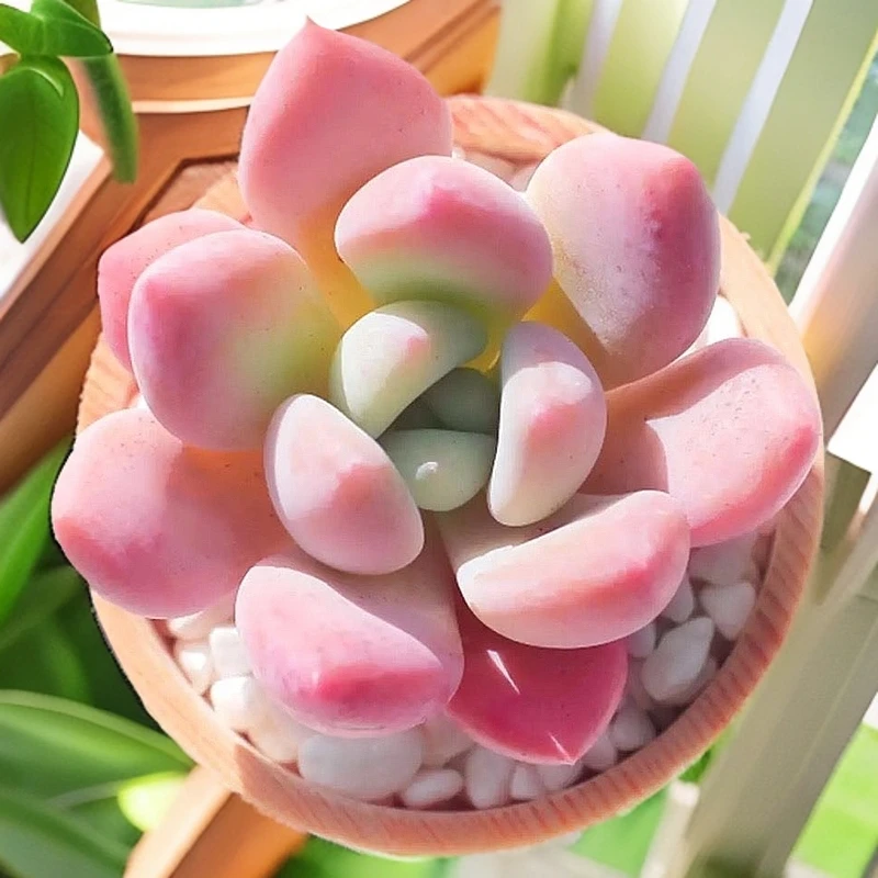 奥普(拼满15元包邮)多肉植物阳台露台办公室绿植植新手好养好活