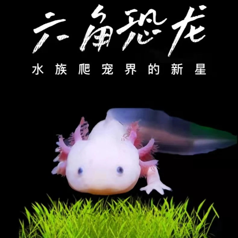 【精品大腮】六角恐龙鱼淡水鱼墨西哥钝口螈观赏鱼蝾螈美西螈恐龙鱼