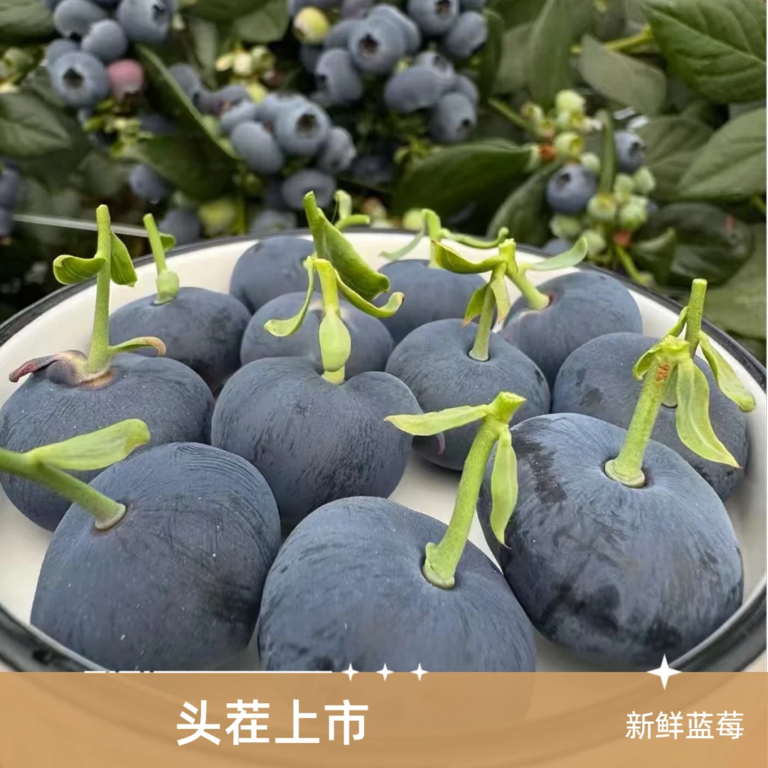 慧【当季新鲜现摘品质蓝莓】现摘现发当季新鲜水果蓝莓宝妈孕妈搭档