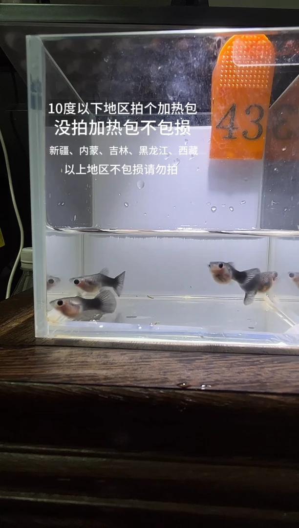 孔雀鱼黑白蓝礼服短43