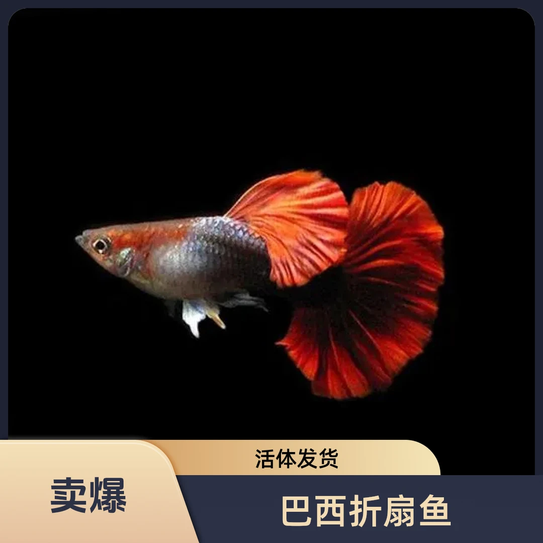 巴西观赏鱼精品折扇耐活活体孔雀鱼折扇灯科鱼小型观赏鱼精品