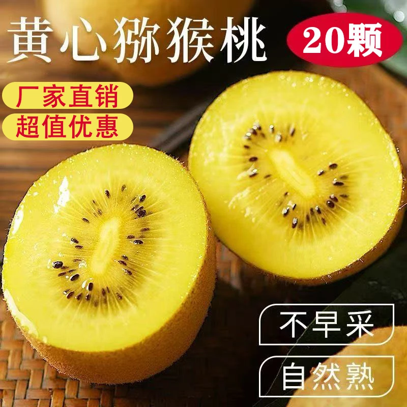 (果农挑选)黄心猕猴桃大果单颗100-120g黄心金果当季新鲜国产