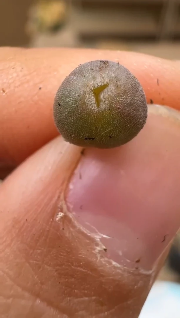 芝*多肉植物肉锥5-95