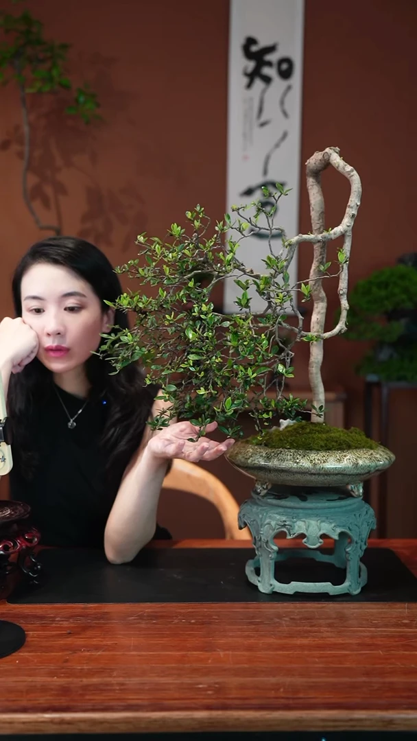 无花朵栀子花盆景盆景盆景