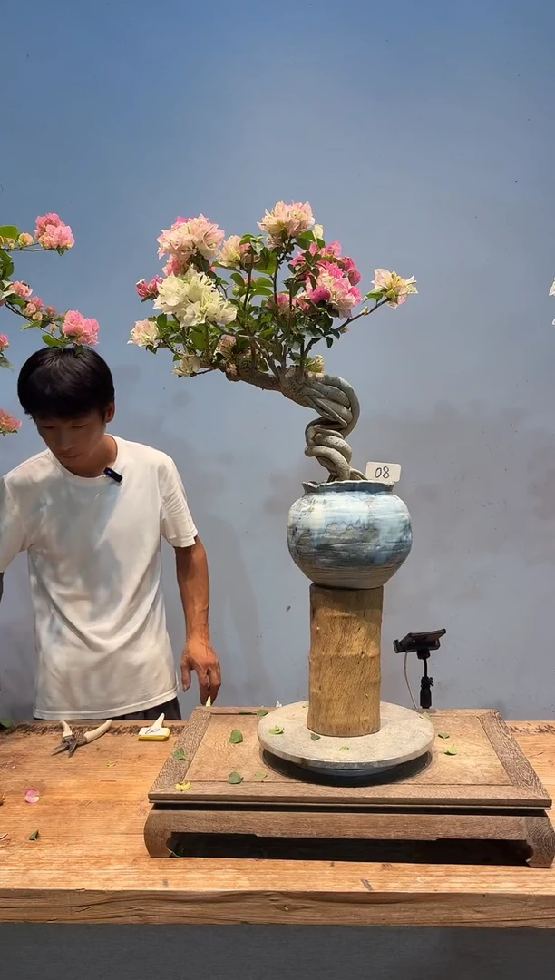 全部花朵糕*?三角梅8