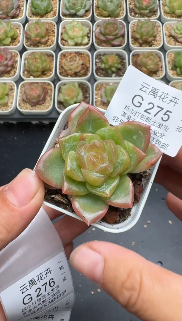 275G云禹多肉植物 脱土纸巾打包 3颗包邮
