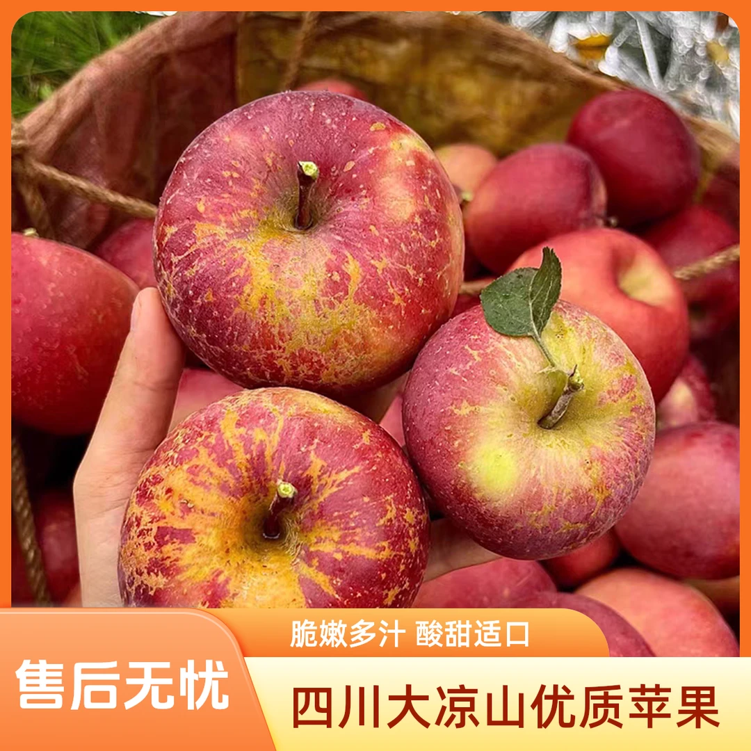 四川大凉山丑苹果 核心产区大凉山现采现摘现发应季新鲜水果老人小孩孕妈妈皆宜 现采现摘 高原丑苹果四川省