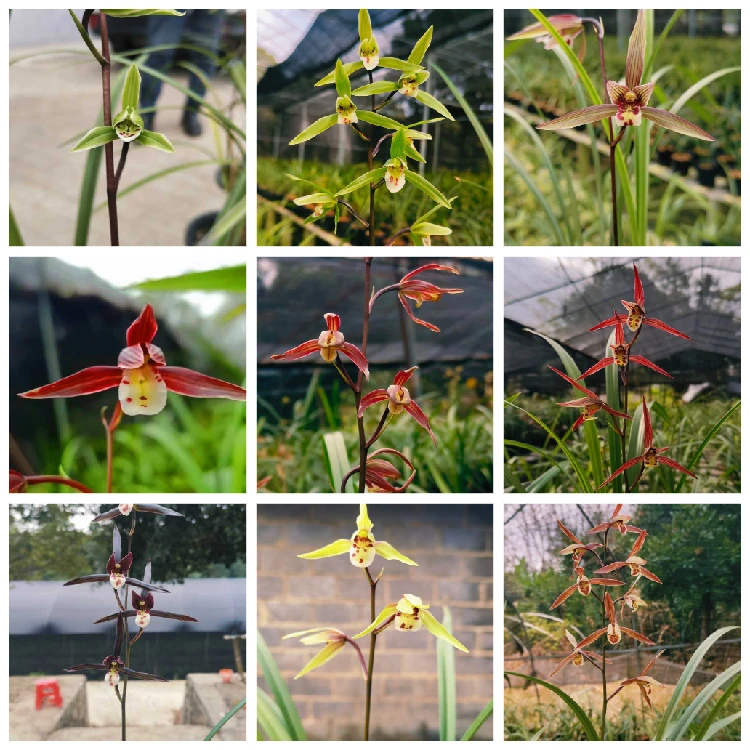 寒兰花卉绿植兰草花兰花:花色丰富多彩花期长花色随机发