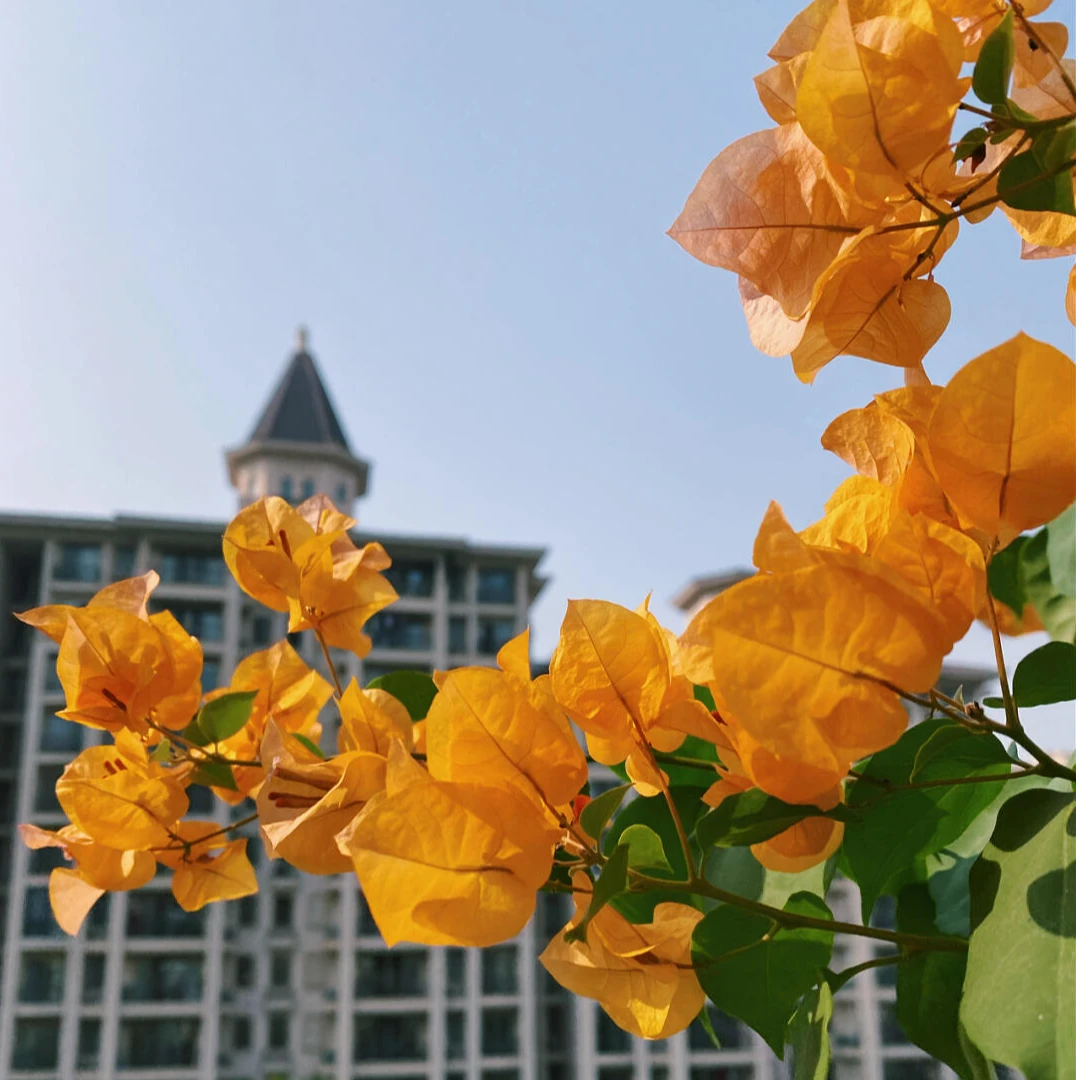 【加州黄金】勤花三角梅，带花原盆土发货