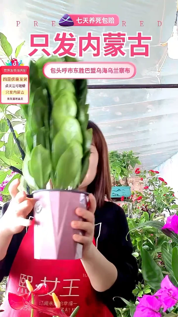 完全开放金钱树水培