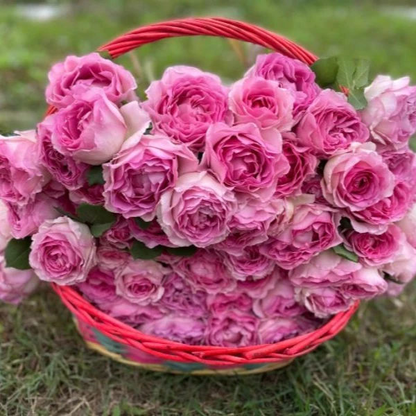 【罗伊无刺】月季花苗爬藤月季盆栽植物藤本蔷薇苗庭院298