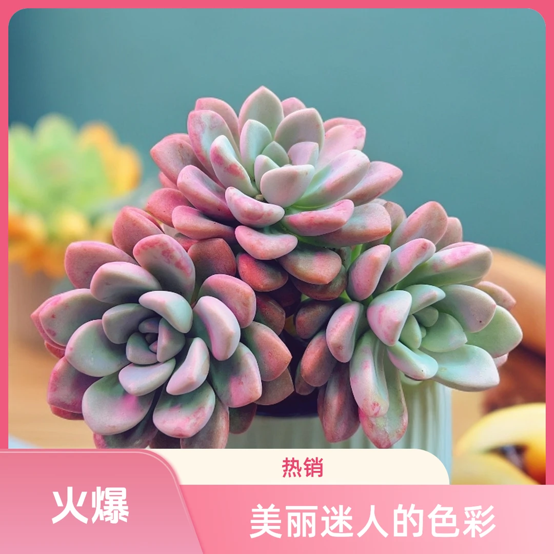 顺悠 花斑鹿多肉好养带盆土